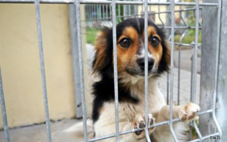 Zbiórka Budowa przytuliska dla zwierząt - zdjęcie główne