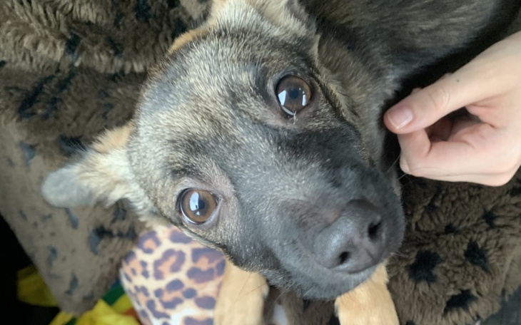 Zbiórka Na operację Alinki - zdjęcie główne