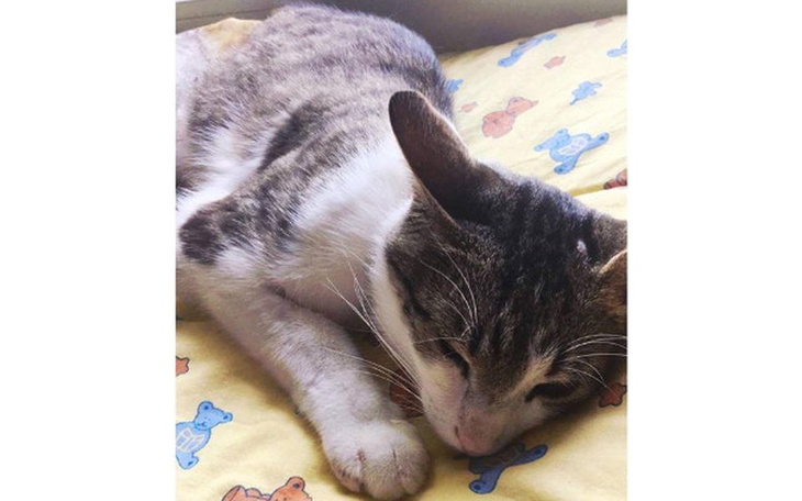 Zbiórka Operacja Nelusia - zdjęcie główne