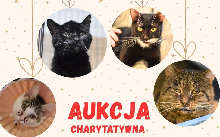 Cztery koty na tle dekoracji świątecznych.