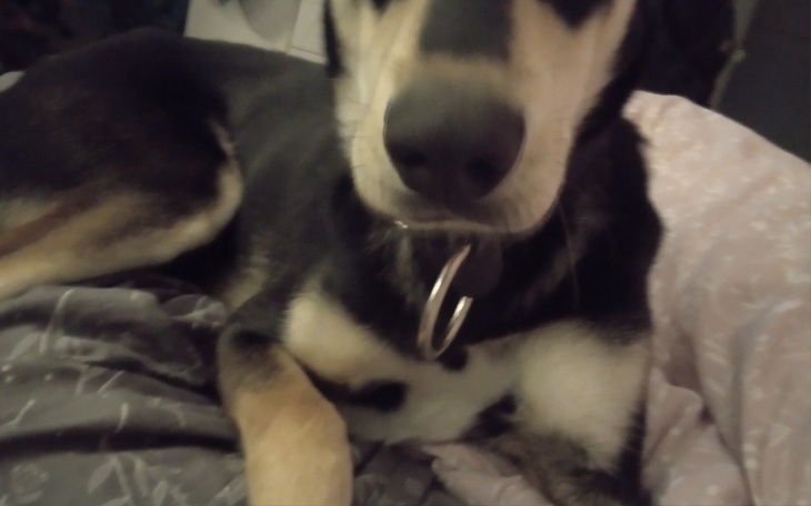 Zbiórka Pomoc dla biednego psiaka - zdjęcie główne