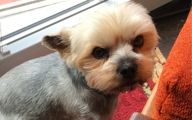 Zbiórka Chora łapka Mikusia - zdjęcie główne