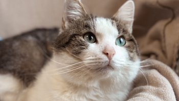 Zbiórka Mruczarnia - kwiecień - miniaturka zdjęcia