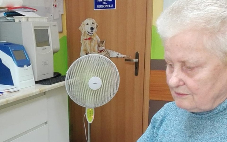 Zbiórka Koty Pani Józefy - zdjęcie główne