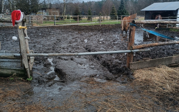 Błotnisty teren na farmie, w tle widać konia.