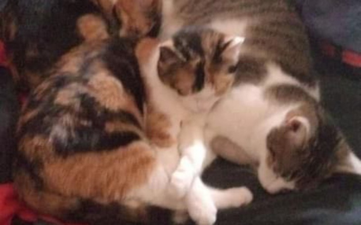 Trzy koty śpiące razem na łóżku.