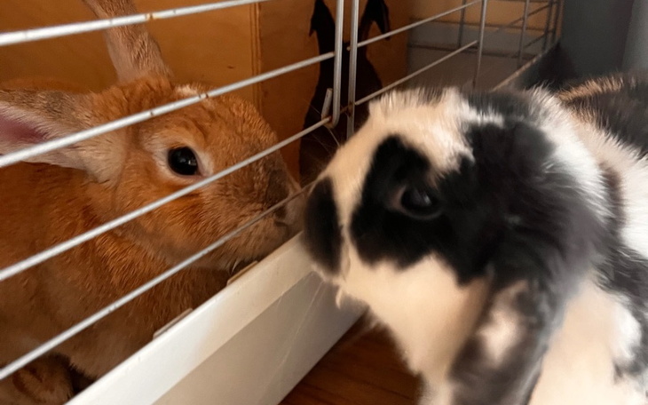 Zbiórka Nieznana choroba krolikow - zdjęcie główne