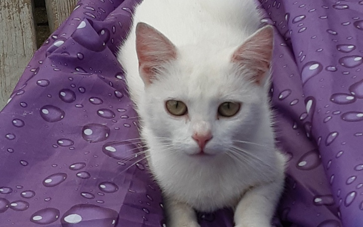 Biały kot leży na fioletowej tkaninie z kroplami.
