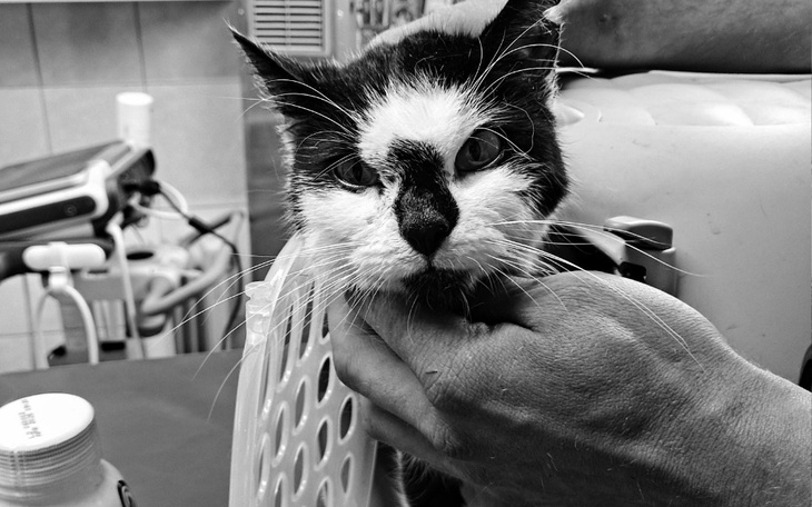 Zbiórka Tosia dziękuje za okazane serce - zdjęcie główne