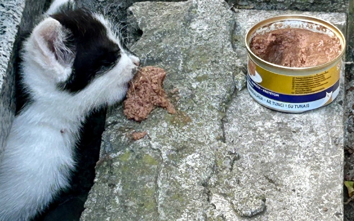 Mały czarno-biały kotek jedzący karmę z puszki na kamieniach.