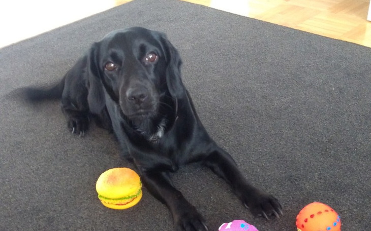 Zbiórka Operacja Czebiego - zdjęcie główne