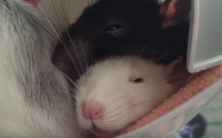 Zbiórka Bałutka i spółka - zdjęcie główne