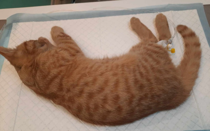 Zbiórka Pomóż Gacusiowi i jego siostrze - zdjęcie główne