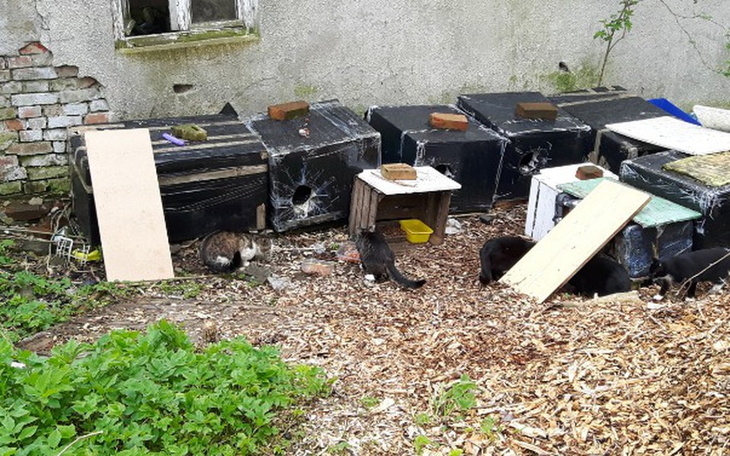 Zbiórka Opuszczone koty - karma Gdańsk! - zdjęcie główne