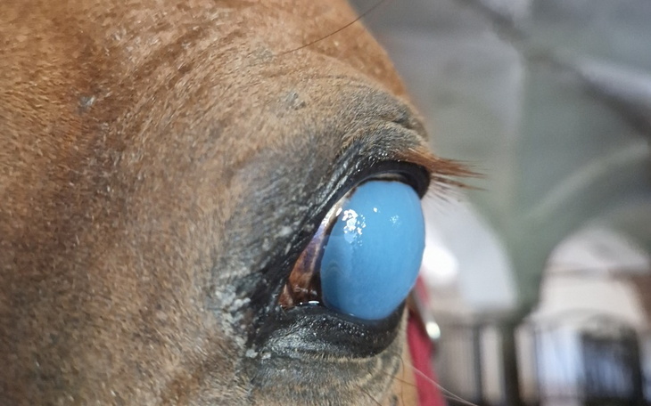 Zbiórka Na leczenie konika - zdjęcie główne