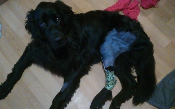 Zbiórka ŁapaBarona - zdjęcie główne