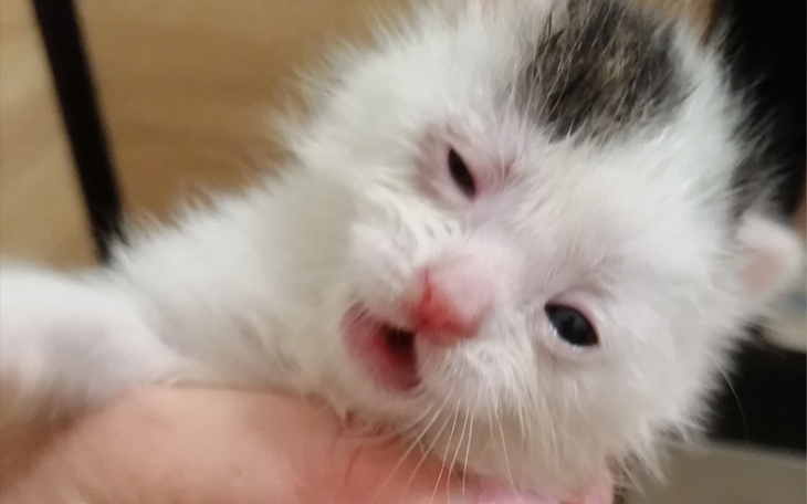 Zbiórka Na ratunek jesiennym kociętom - zdjęcie główne