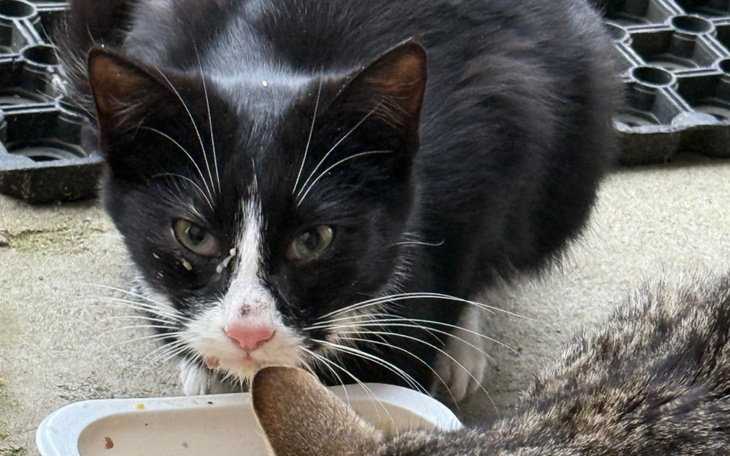 Czarny kot z białymi akcentami, jedzący z miski.