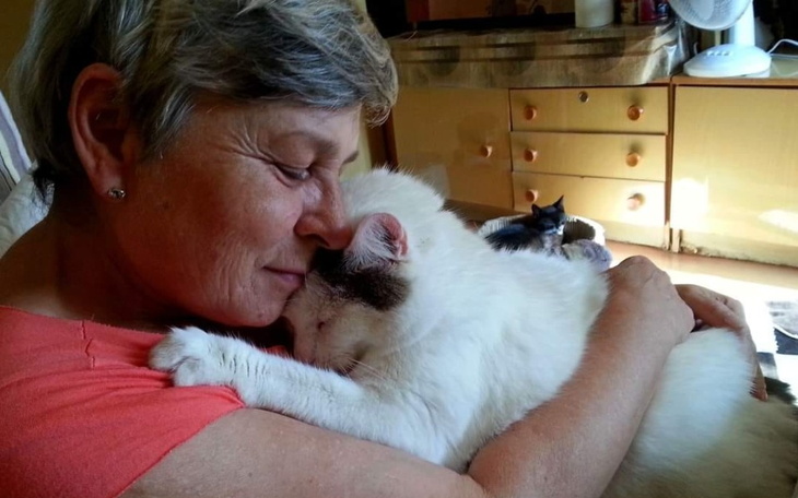 Zbiórka Pomoc dla 36 kocich staruszków - zdjęcie główne