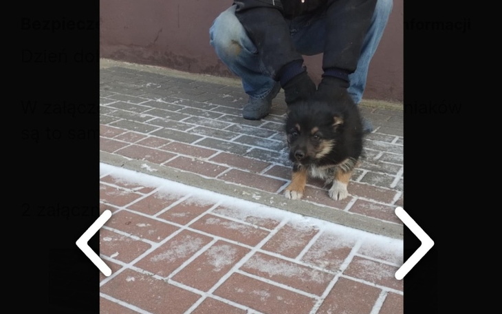 Mały szczeniak stoi na chodniku, wyglądając niepewnie.