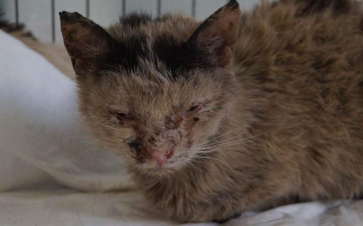 Zbiórka Dla Leona na lek - zdjęcie główne