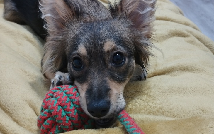 Zbiórka Operacja dla Lili - zdjęcie główne