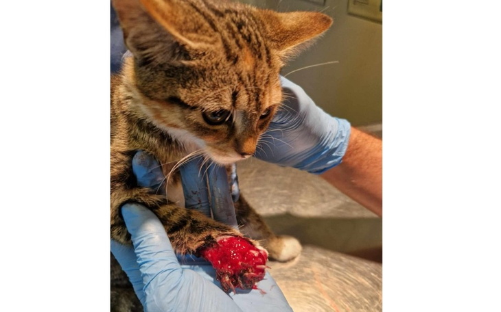 Zbiórka na ratowanie zwierząt, dołącz do akcji.