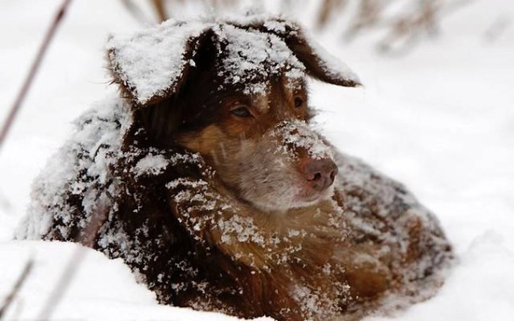 Zbiórka zbiórka dla bezdomnych psiaków - zdjęcie główne