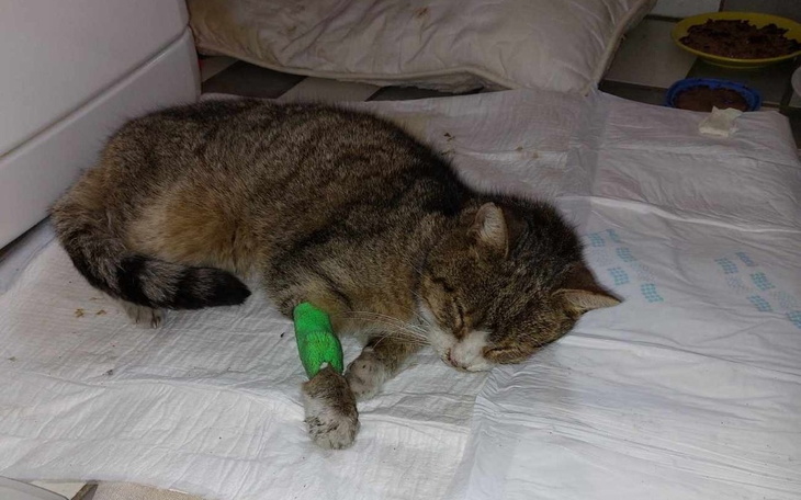 Zbiórka Na ratunek dla Kropki - zdjęcie główne