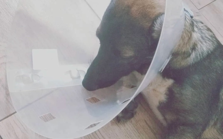 Zbiórka Pomóż pimpkowi - zdjęcie główne