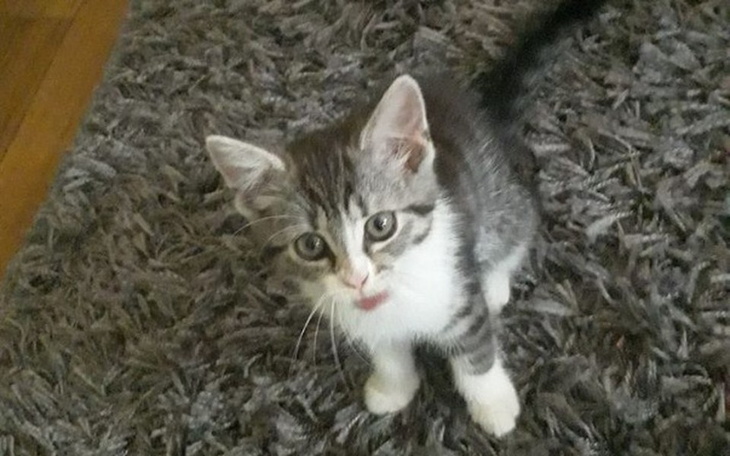 Zbiórka Drapak Dla KOTA ( <3 ) - zdjęcie główne