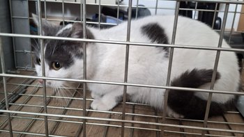 Zbiórka Kastracja stada kotów ze wsi - miniaturka zdjęcia