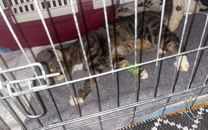 Zbiórka Rezonans dla kota i leczenie - zdjęcie główne