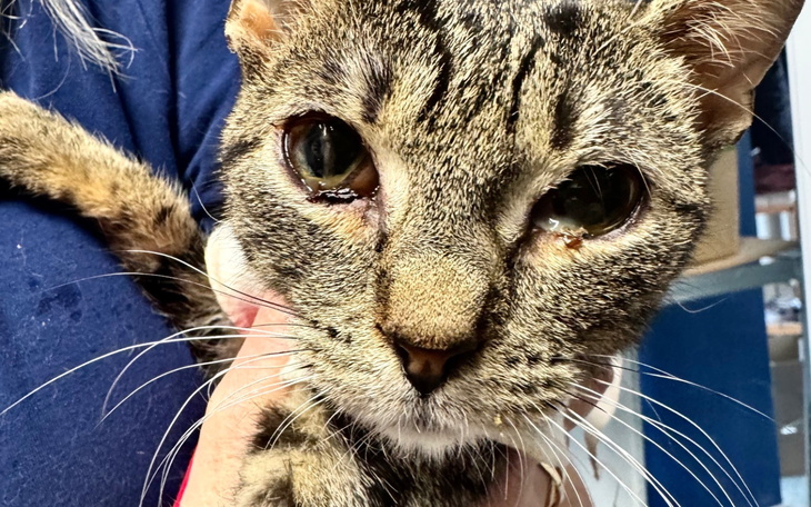 Kot z wyraźnymi oczami, trzymany na rękach.