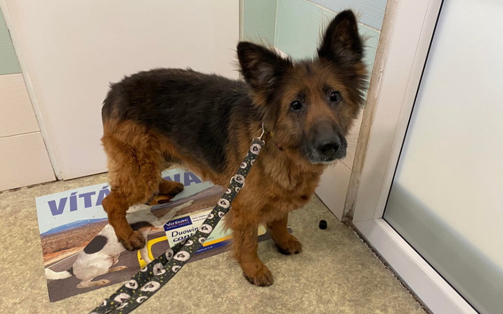 Zbiórka Leczenie Falki - zdjęcie główne