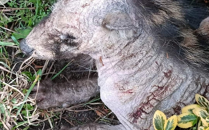 Zbiórka Transport dla chorego jenota - zdjęcie główne