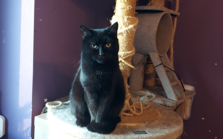 Zbiórka Na utrzymanie kotków w DT - zdjęcie główne