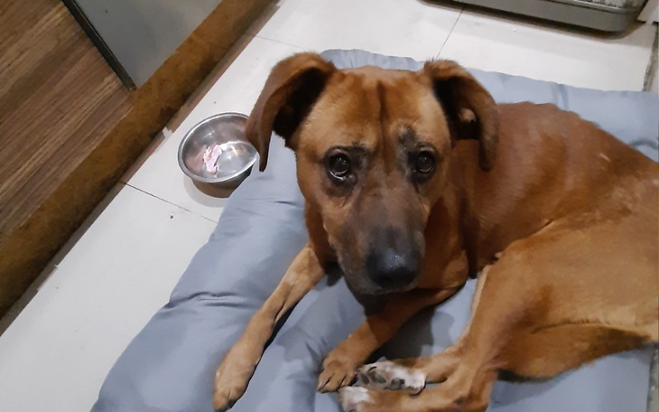 Zbiórka Rudy walczy z rakiem - zdjęcie główne