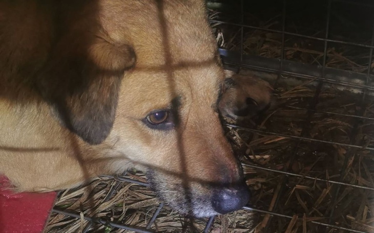 Zbiórka Transport psa do Doktora Radka - zdjęcie główne
