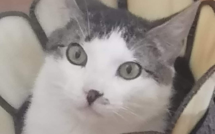 Zbiórka Utrzymanie Zwierzaków Agnieszki - zdjęcie główne