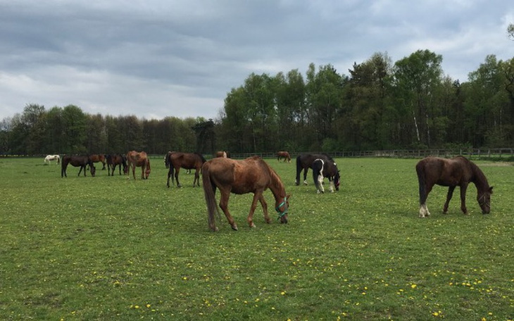 Zbiórka Derki dla końskich staruszków... - zdjęcie główne