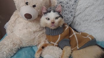 Zbiórka Pożegnanie Masika - miniaturka zdjęcia