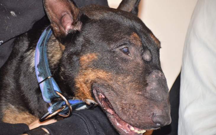 Zbiórka pseudopieski - zdjęcie główne