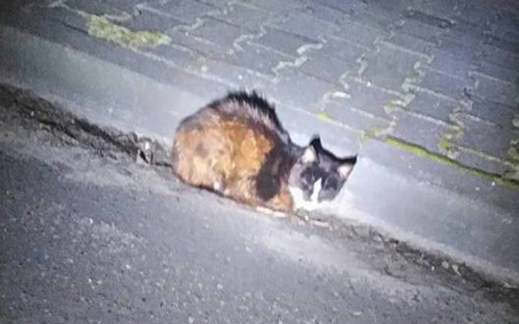 Zbiórka Rudziu, żyj! - zdjęcie główne