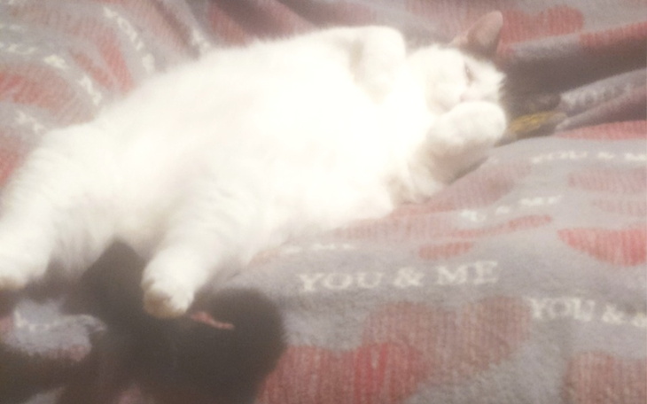 Zbiórka Pomoc bezdomnym kotom i tymczaso - zdjęcie główne