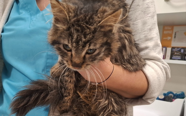 Kotek trzymany przez weterynarza w klinice.