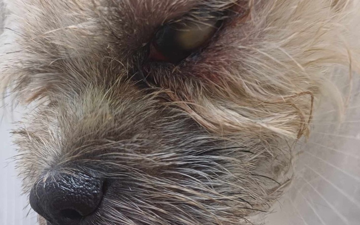 Zbiórka Na leczenie Czika - zdjęcie główne