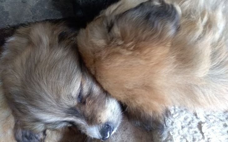 Zbiórka Urodzinowa zbiórka na bezdomniak - zdjęcie główne