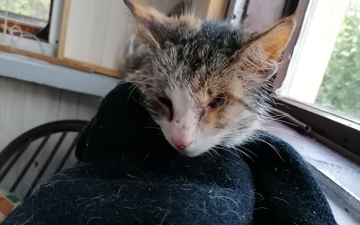 Zbiórka Na operację i sterylizację kici - zdjęcie główne