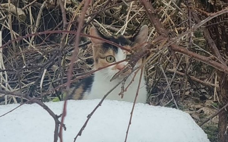 Zbiórka Kolejne koty potrzebują pomocy - zdjęcie główne